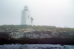Fog Covers Nash Island Light and Grazing Sheep Nearby
